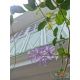 ขายบ้านหมู่ประชานิเวศน์3 อำเภอเมืง จังหวัดนนทบุรี เนื้อที่ 38 ตรว