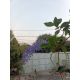 ขายบ้านหมู่ประชานิเวศน์3 อำเภอเมืง จังหวัดนนทบุรี เนื้อที่ 38 ตรว