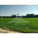 พื้นที่ดิน ขายที่ดินทุ่งนา อ.นครชัยศรี นครปฐม 5-0-0 ไร่ ราคา 15 ล้านบาท   ทำเลดี