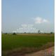 ที่ดิน //ต่ำกว่าราคาประเมิน//ขายที่ดินทุ่งนาข้าว อ.นครหลวง จ.พระนครศรีอยุธยา 17-