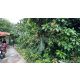 ที่ดิน ซอยจรัญสนิทวงศ์ 3 (ซอยสมชาย) ที่ริมคลอง ราคาถูกมาก