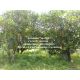 พื้นที่ดิน ขายที่ดินสวนผลไม้ปลอดสารพิษ (Organic) อ.ประจันตคาม จ.ปราจีนบุรี 57-0-