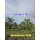 ฺขายที่ดินวิวภูเขาพร้อมสวนเกษตรผสม 34-2-18ไร่ สวนอินทผาลัม,สวนมะพร้าวม,สวนไม้จาม