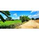 ขายที่ดินคลอง 12 หนองเสือ 1 ไร่ ติดถนน 2 ด้าน  เหมาะปลูกบ้านสวน ทำเกษตรพอเพียงได