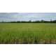 ลดราคาพิเศษ ด่วน ที่ดิน 9-3-99.5 ไร่ ดอนโพธิ์ - สุพรรณบุรี ทำเลดี