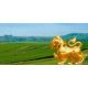 ขายที่ดินพรีเมียมติด Singha Park เชียงราย | 14 ไร่ | วิวภูเขาพาโนรามา