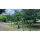 ขายที่ดินติดแม่น้ำนครนายก ล่องแก่งได้ บรรยากาศธรรมชาติ วิวเขา เริ่มต้นเพียง 5 ล้