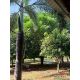 ขายที่ดินบ้านสวน ตำบลพุแค อำเภอเฉลิมพระเกียรติ จังหวัด สระบุรี