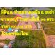 ขาย ที่ดิน - 500000 บาท 390 ตารางวา ใกล้กับ ชะอำ ตลสด ชุมชน  เพชรบุรี    ชะอำ
