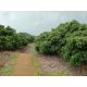 ขายที่ดิน10 ไร่ พร้อมสวนลำไยและสระน้ำ ทำเลโป่งน้ำร้อน จันทบุรี 