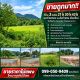 ขายถูกมาก!! ที่ดิน 3 แปลง 21ไร่ 30ไร่ 43ไร่ บนทำเลทอง อ.สันกำแพง เชียงใหม่