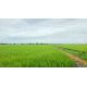 ที่ดินเปล่า สีม่วง 6-1-89 ไร่ คลองนิยมยาตรา บางบ่อ สมุทรปราการ ทำเลดี